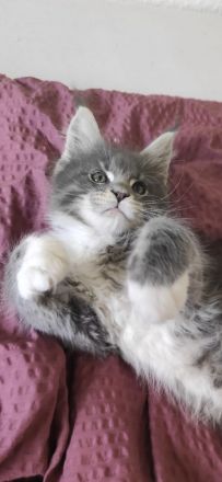 Reinrassige Maine Coon Kitten ❤️