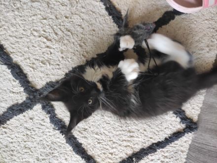 Reinrassige Maine Coon Kitten ❤️