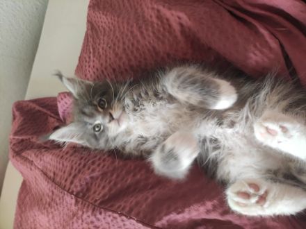 Reinrassige Maine Coon Kitten ❤️