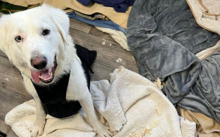 Kämpferherz Sommersprosse