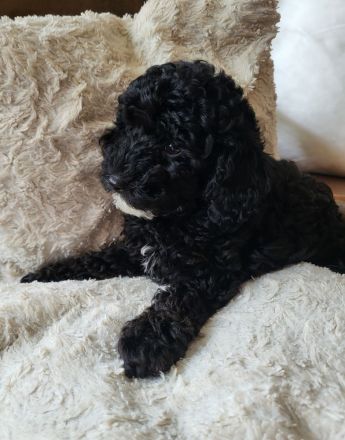 Zwergpudel Welpe Hündin