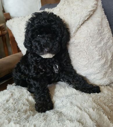 Zwergpudel Welpe Hündin