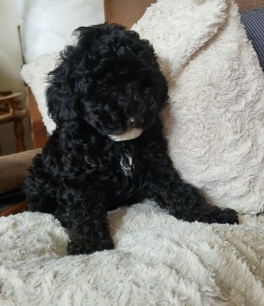 Zwergpudel Welpe Hündin