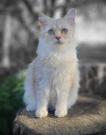 sehr liebe BritischLanghaar-Katzen in lilac BLH (BKH)