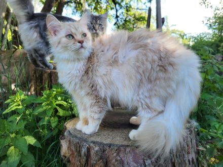 sehr liebe BritischLanghaar-Katzen in lilac BLH (BKH)