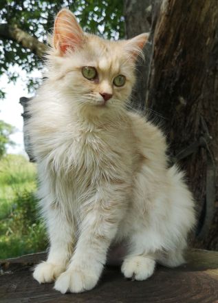 sehr liebe BritischLanghaar-Katzen in lilac BLH (BKH)