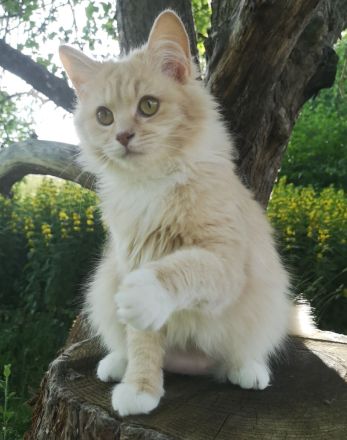 sehr liebe BritischLanghaar-Katzen in lilac BLH (BKH)