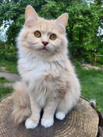 sehr liebe BritischLanghaar-Katzen in lilac BLH (BKH)