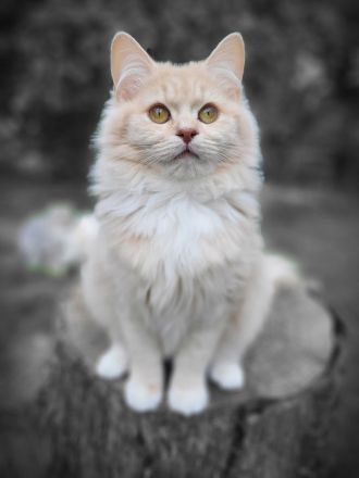 sehr liebe BritischLanghaar-Katzen in lilac BLH (BKH)