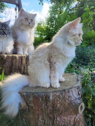 sehr liebe BritischLanghaar-Katzen in lilac BLH (BKH)