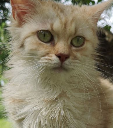 sehr liebe BritischLanghaar-Katzen in lilac BLH (BKH)