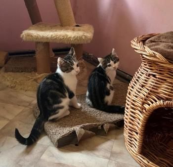 Spätzle und Streusel