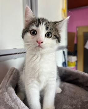 Spätzle und Streusel