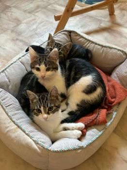 Spätzle und Streusel