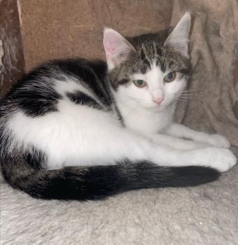 Spätzle und Streusel