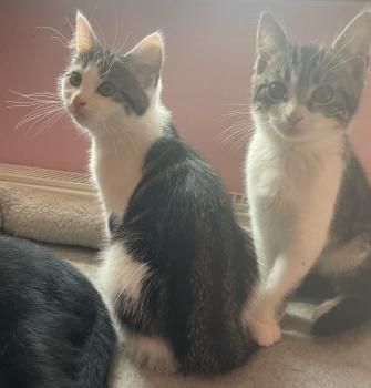 Spätzle und Streusel