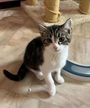 Spätzle und Streusel