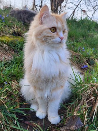 BritischLanghaar-Katzen in rot-weiß und creme