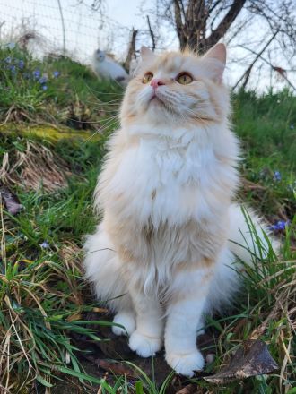 BritischLanghaar-Katzen in rot-weiß und creme