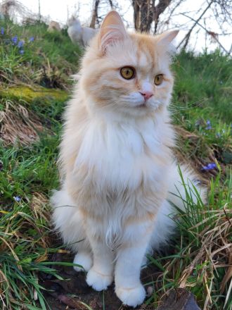 BritischLanghaar-Katzen in rot-weiß und creme