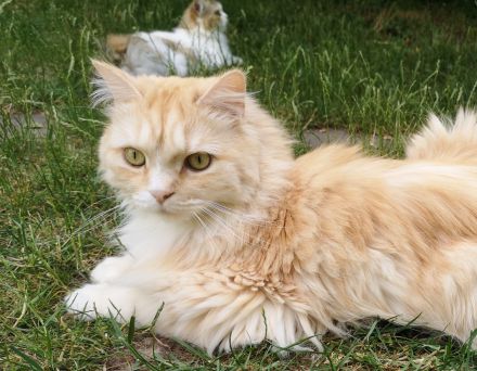 BritischLanghaar-Katzen in rot-weiß und creme