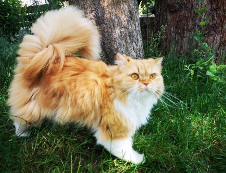 BritischLanghaar-Katzen in rot-weiß und creme