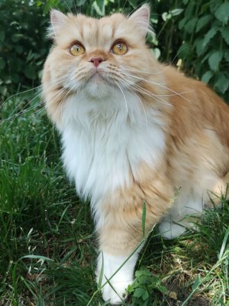 BritischLanghaar-Katzen in rot-weiß und creme