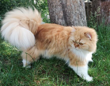 BritischLanghaar-Katzen in rot-weiß und creme