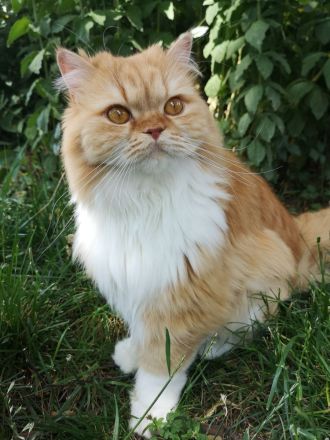 BritischLanghaar-Katzen in rot-weiß und creme