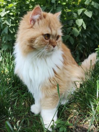 BritischLanghaar-Katzen in rot-weiß und creme