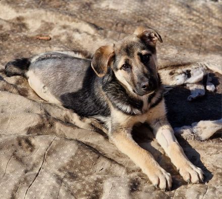 Charlotte, jung, mit Handicap, sucht dringend einen Gnadenplatz