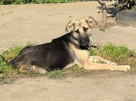 Charlotte, jung, mit Handicap, sucht dringend einen Gnadenplatz