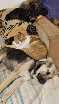 Charlotte, jung, mit Handicap, sucht dringend einen Gnadenplatz