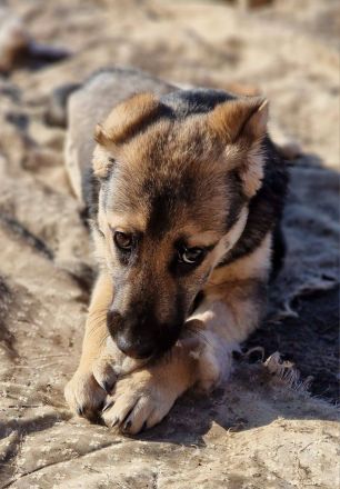 Charlotte, jung, mit Handicap, sucht dringend einen Gnadenplatz