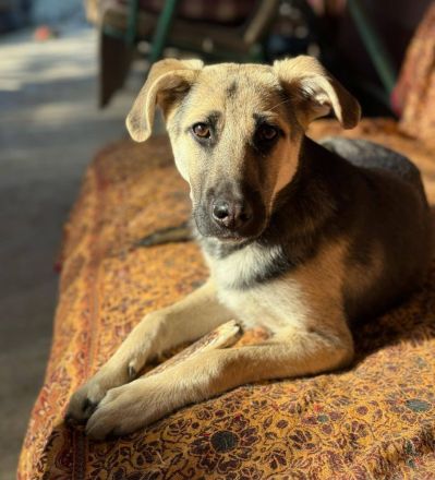 Charlotte, jung, mit Handicap, sucht dringend einen Gnadenplatz