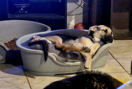 Charlotte, jung, mit Handicap, sucht dringend einen Gnadenplatz