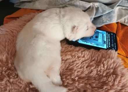 Samojede Welpen - Liebevolle Vereinszucht mit 20 Jahren Erfahrung