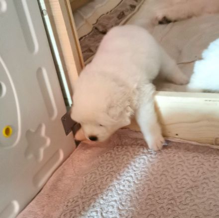 Samojede Welpen - Liebevolle Vereinszucht mit 20 Jahren Erfahrung