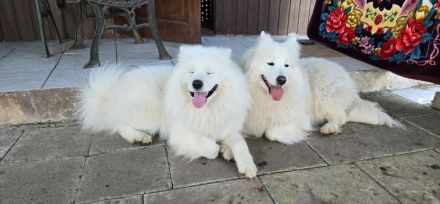 Samojede Welpen - Liebevolle Vereinszucht mit 20 Jahren Erfahrung