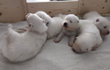 Samojede Welpen - Liebevolle Vereinszucht mit 20 Jahren Erfahrung