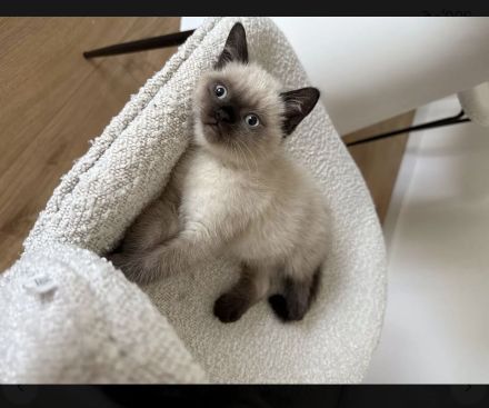 BKH/EKH Kitten abzugeben verschiedene Farben