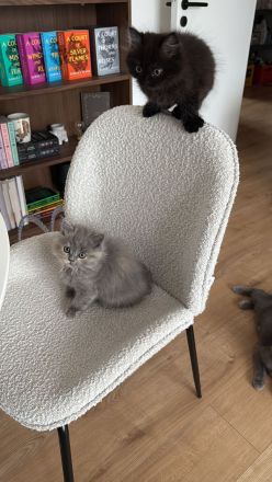 BKH/EKH Kitten abzugeben verschiedene Farben