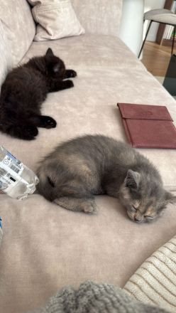 BKH/EKH Kitten abzugeben verschiedene Farben