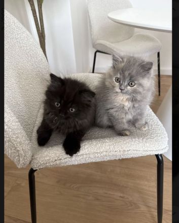 BKH/EKH Kitten abzugeben verschiedene Farben