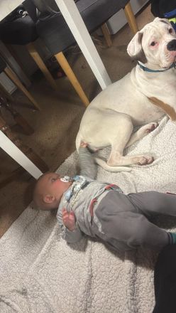 1 Boxerhündin aus dem Wurf