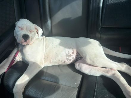 1 Boxerhündin aus dem Wurf