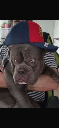 Wunderschöne American Bulldog x Old English Bulldog Welpen abzugeben 🐾