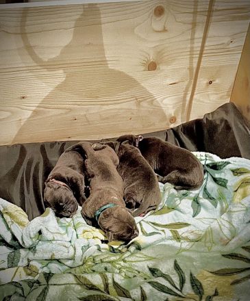 Wunderschöne American Bulldog x Old English Bulldog Welpen abzugeben 🐾