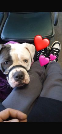 Wunderschöne American Bulldog x Old English Bulldog Welpen abzugeben 🐾