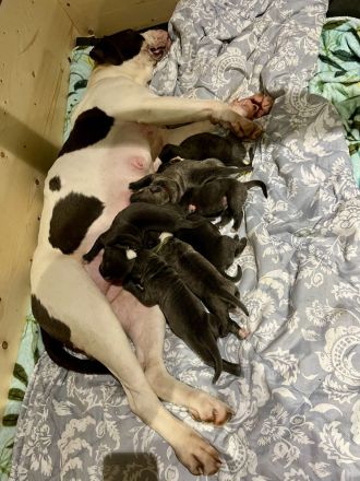 Wunderschöne American Bulldog x Old English Bulldog Welpen abzugeben 🐾